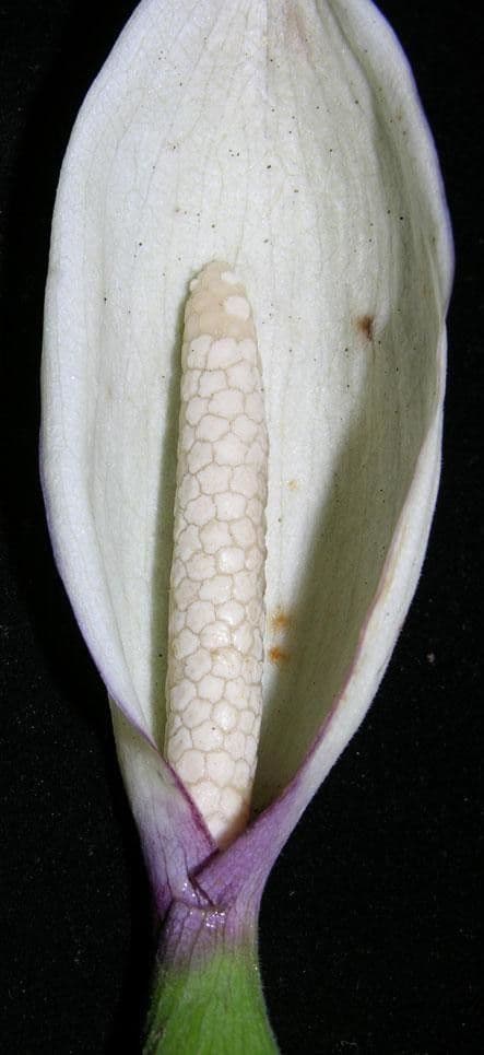 Xanthosoma 8