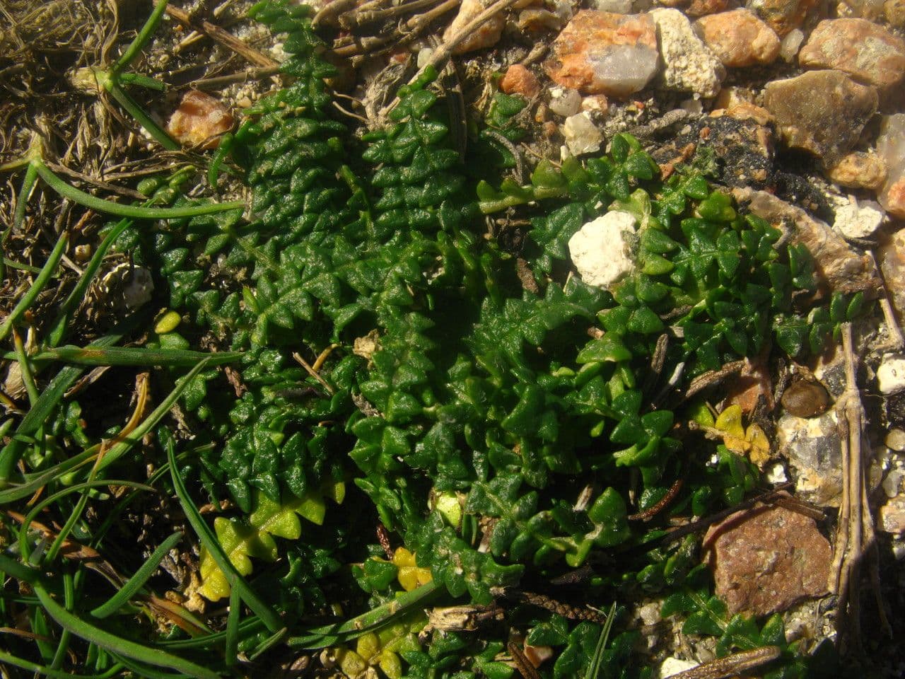 Morisia monanthos 9
