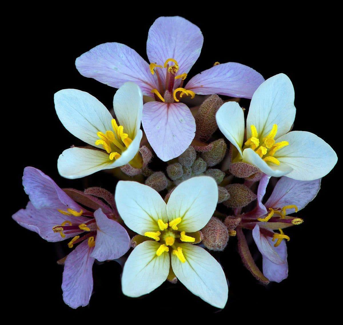 Nerisyrenia