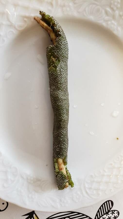 Cecropie 2