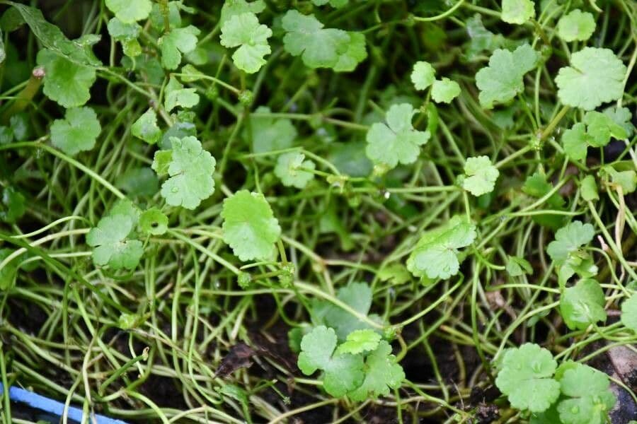 Hydrocotyle sibthorpioides 19