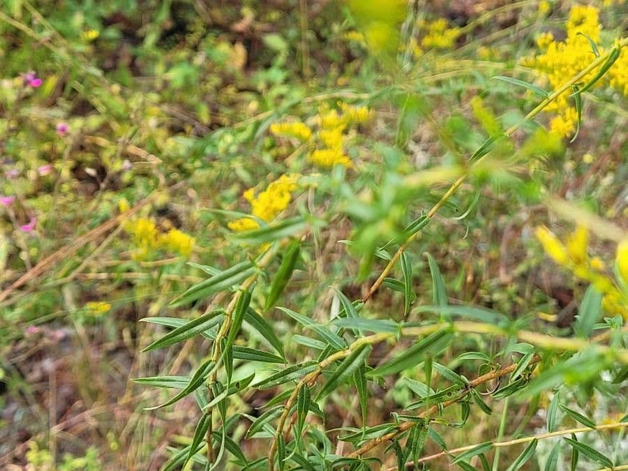 Solidago odorosa 12