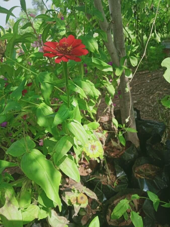 Zinnia di Haage 23