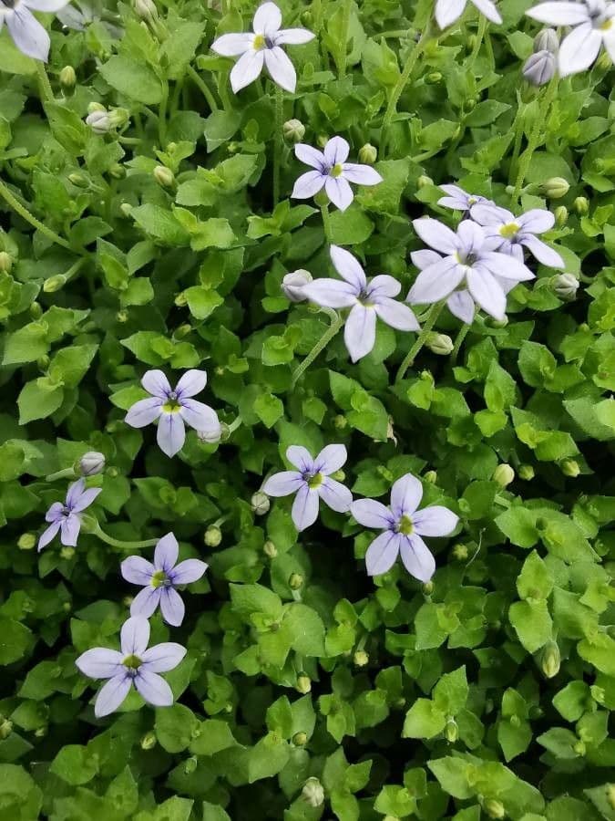 Isotoma fluviale 7