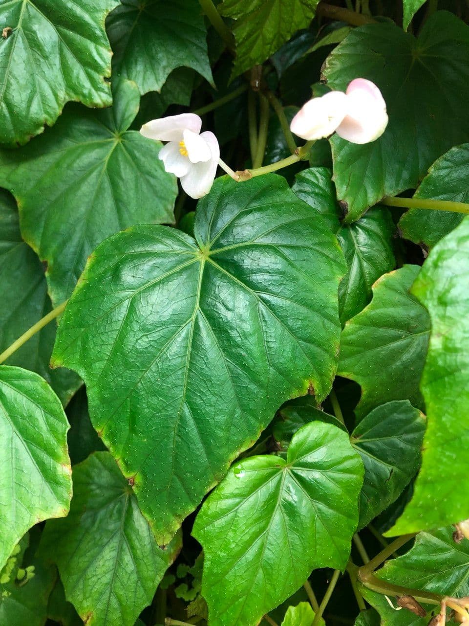 Begonia formosana 10