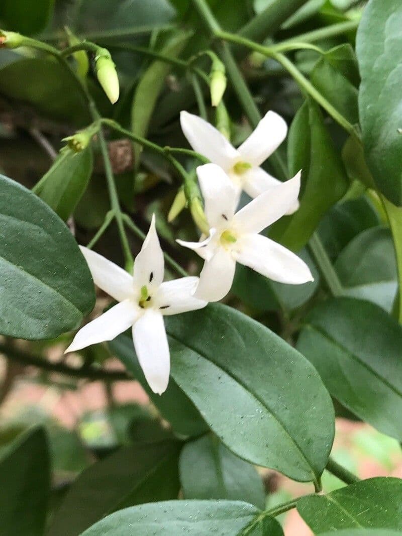 Jasmin 3
