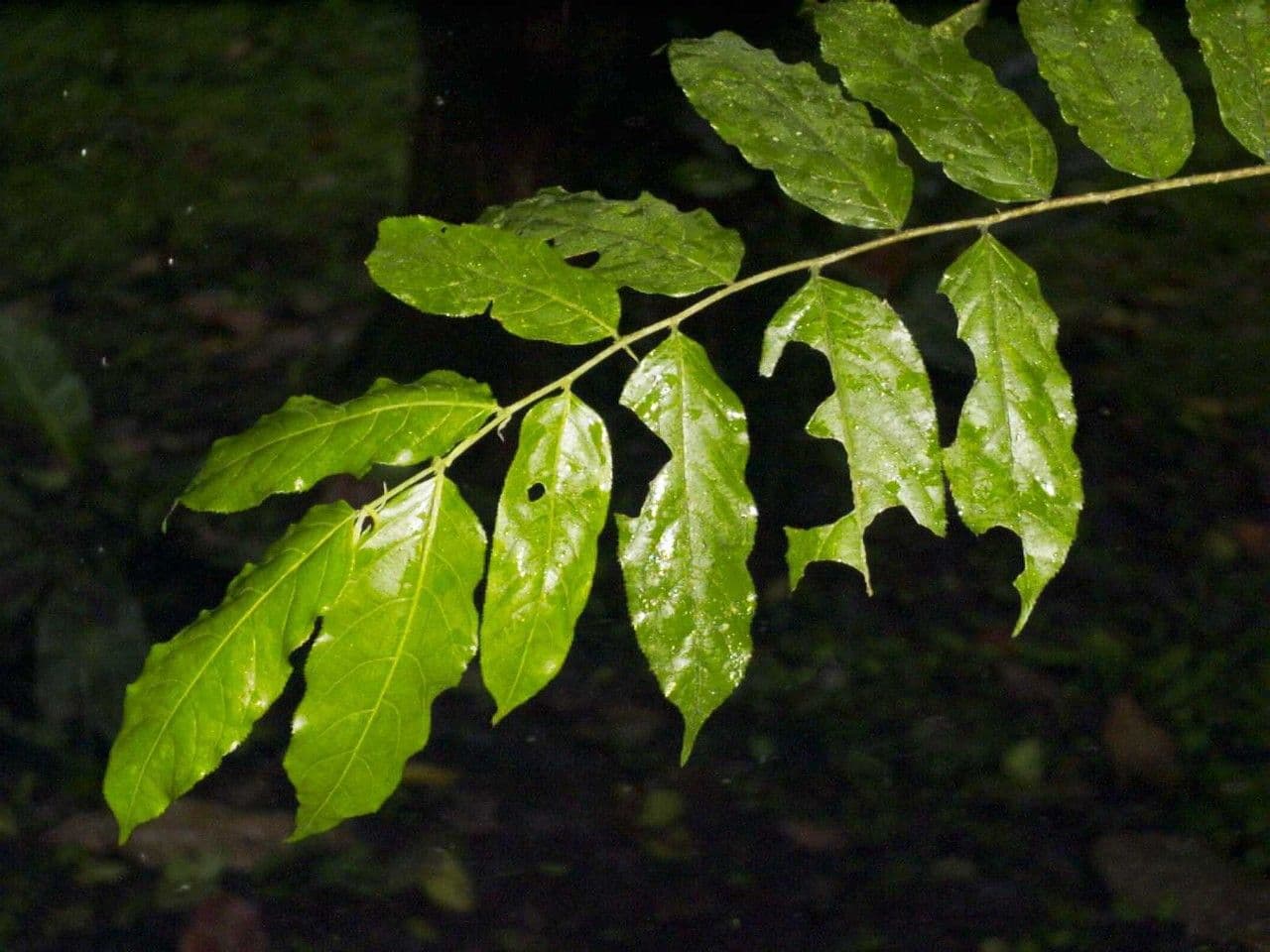Casearia 15