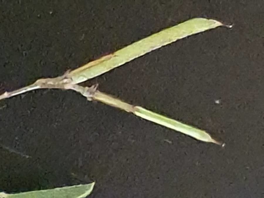 Indigofera 3