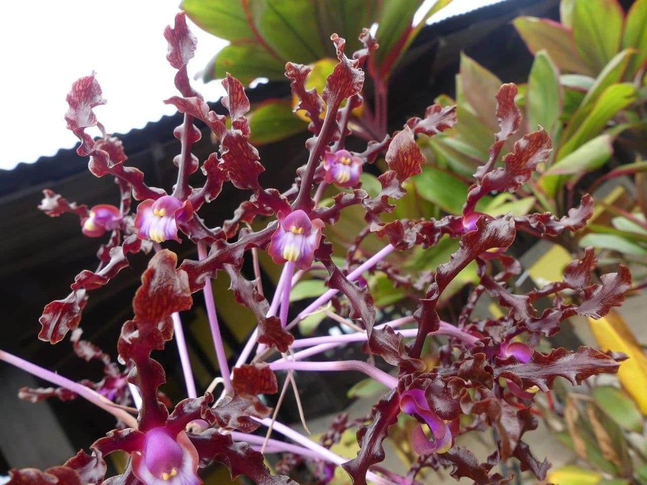 Laelia 4