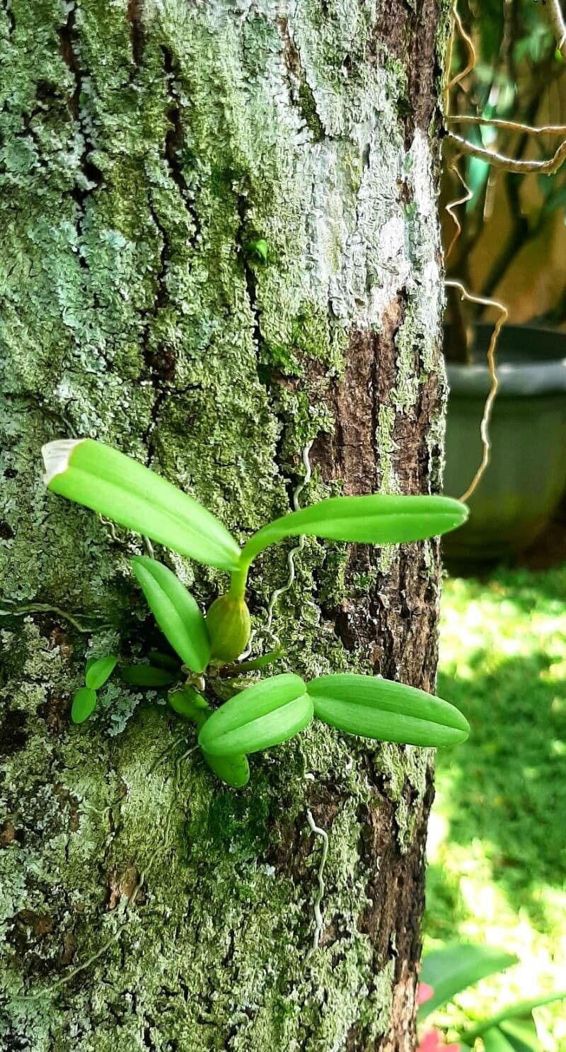 Orchidea colombina 13