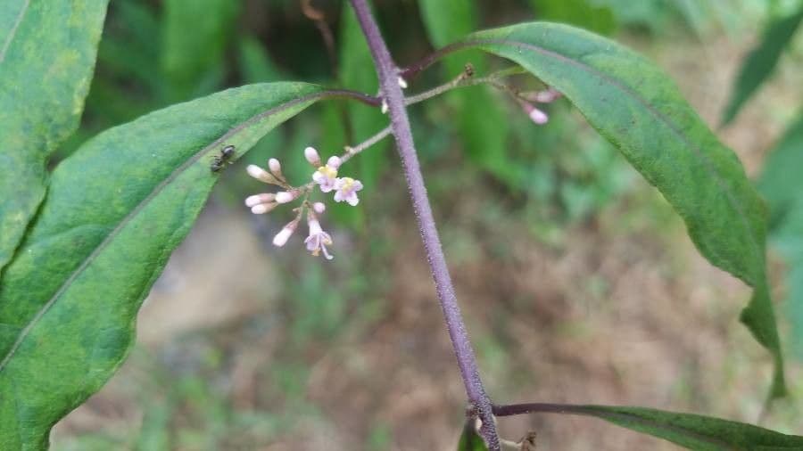 Callicarpa giapponese 6