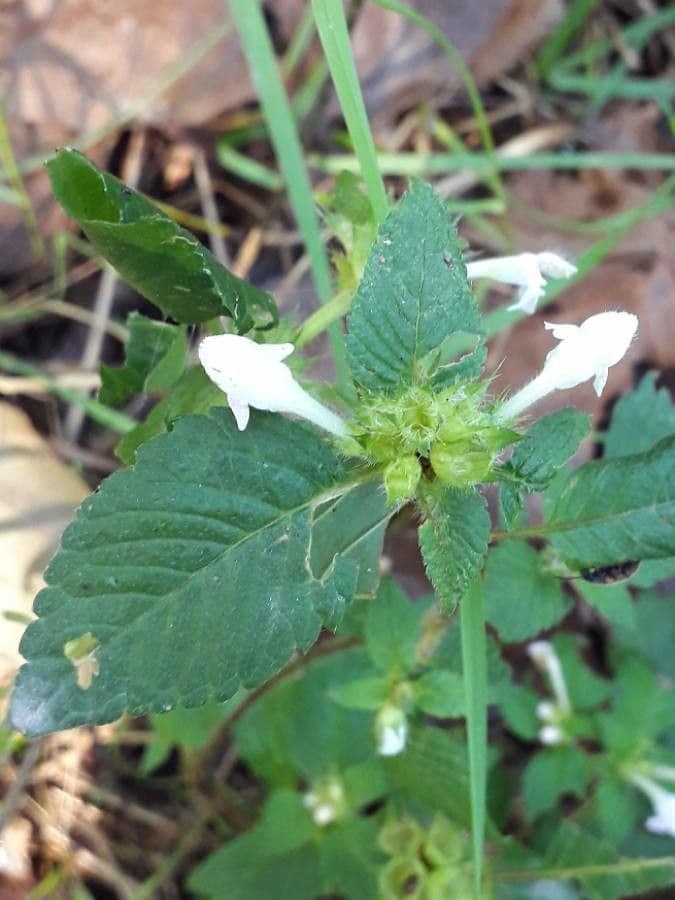 Canapa selvatica 8