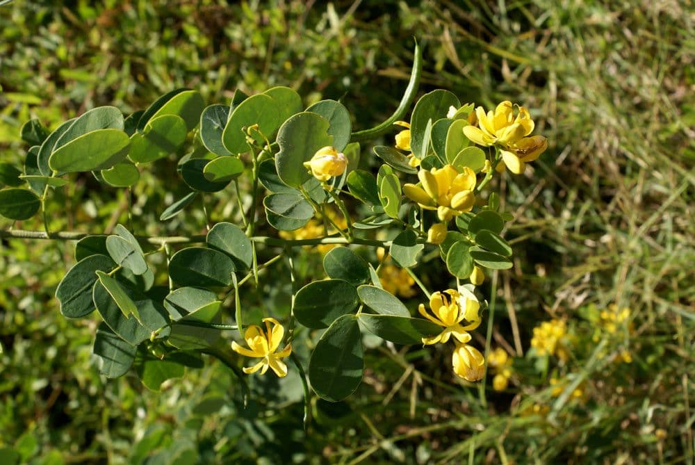 Vigna luteola 25