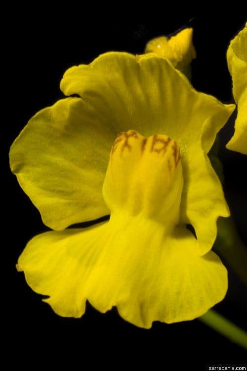 Utricularia 3