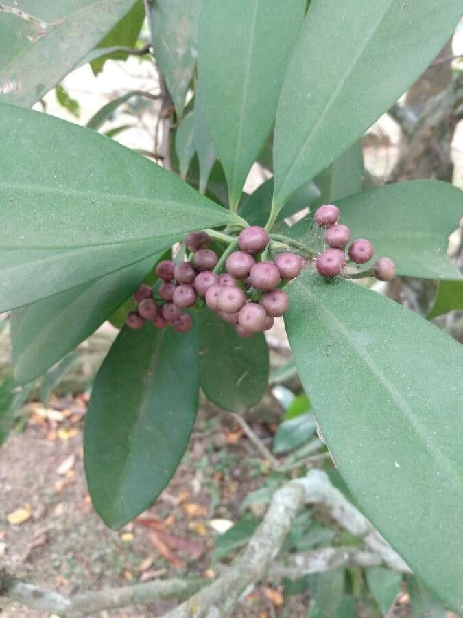 Cordia taguahyensis
