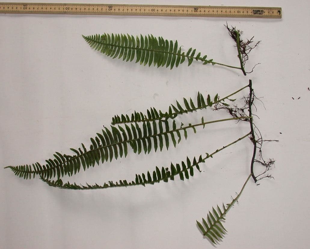 Serpocaulon 8