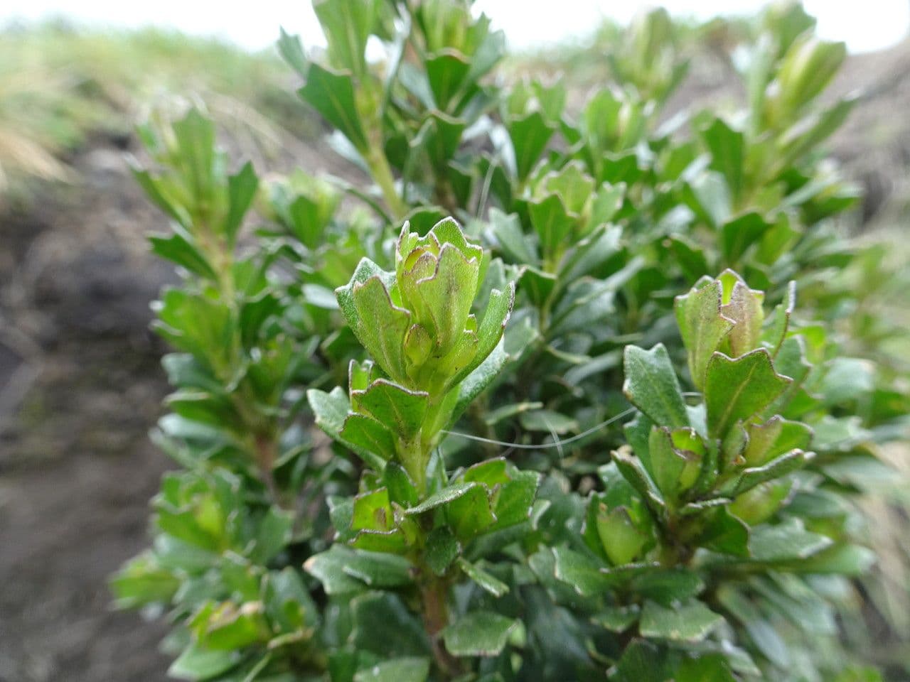 Baccharis 7