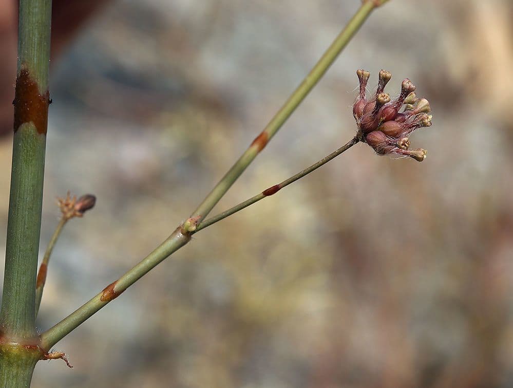 Anulocaulis 3