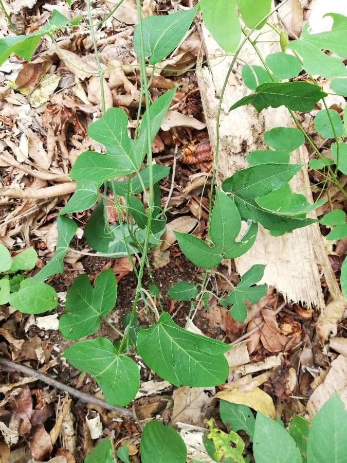 Passiflora 11