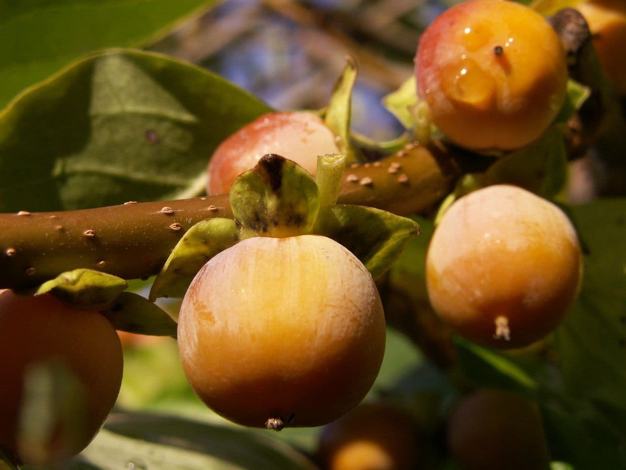 Diospyros 4