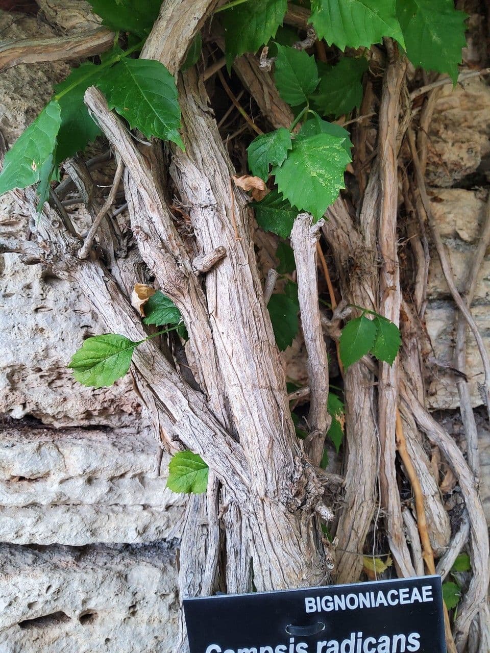 Trompeta de Virginia 22