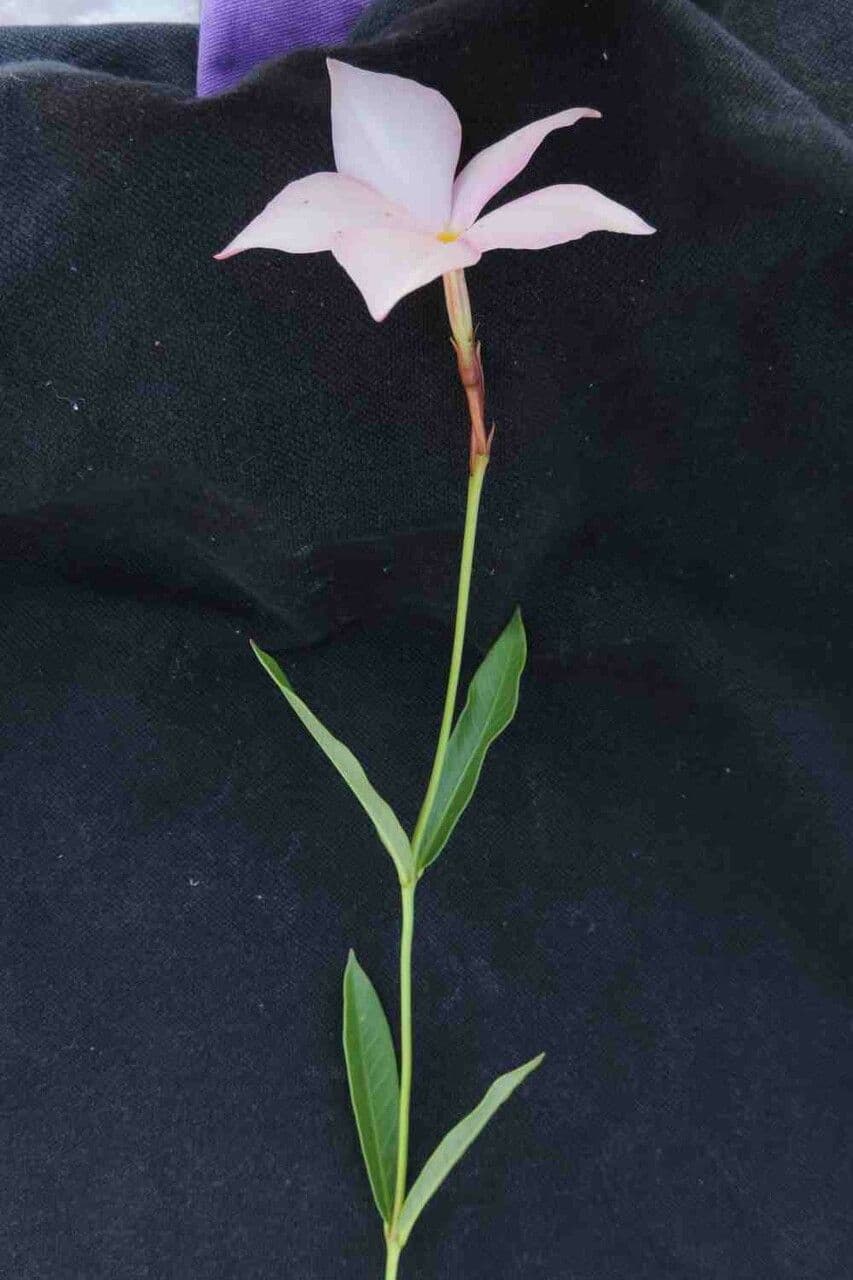 Mandevilla 9