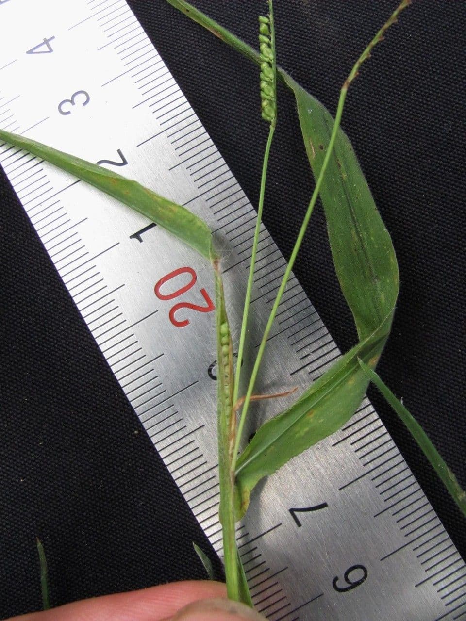 Paspalum 4