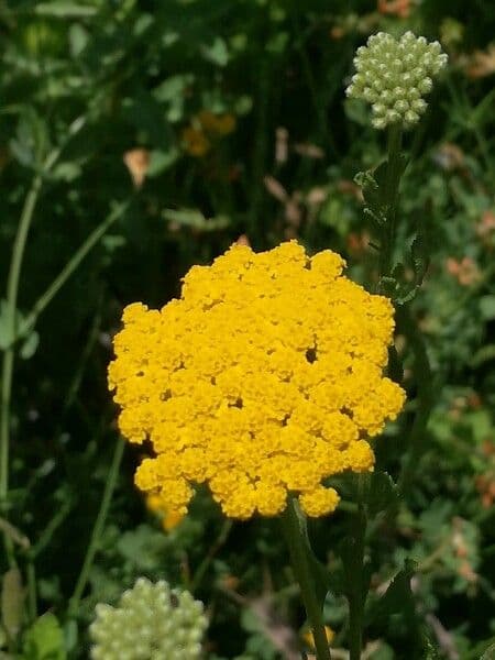 Achillea 7