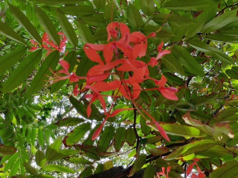 Amherstia 4