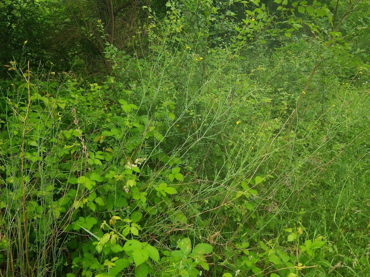 Erba cornacchia altissima 12