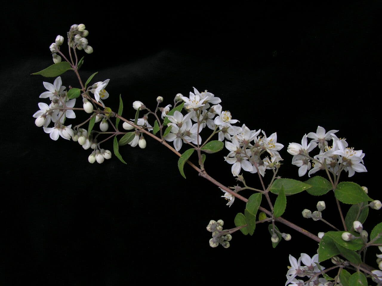 Deutzia 6