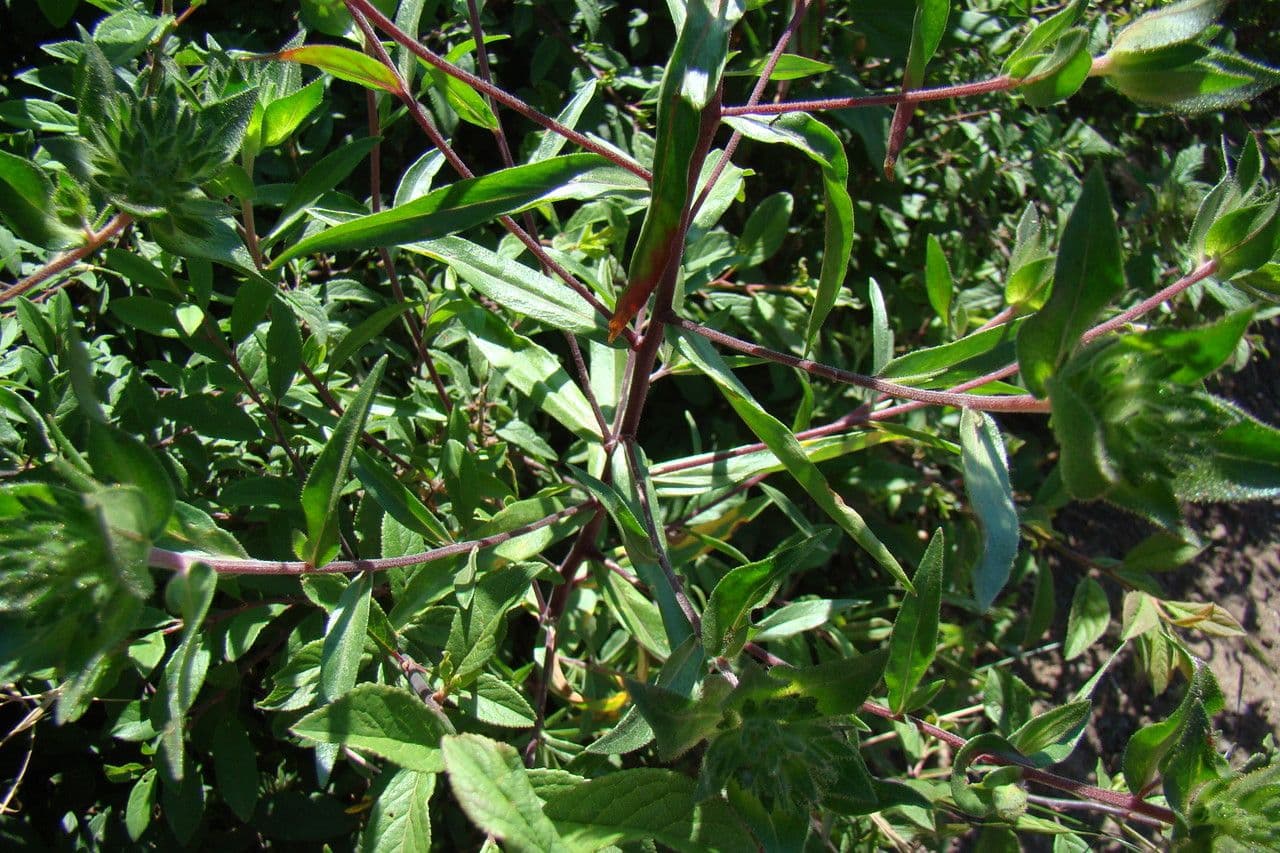 Collomia grandiflora 14