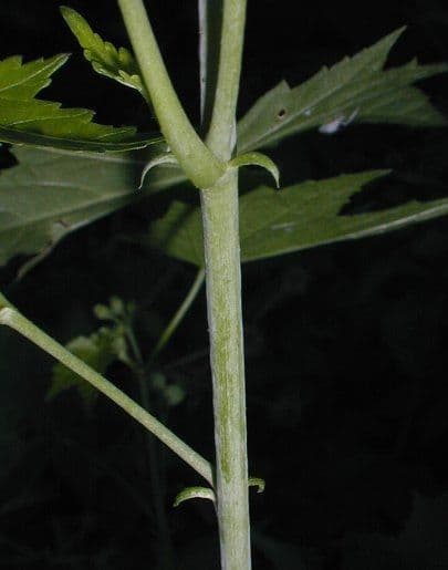 Napaea dioica 12