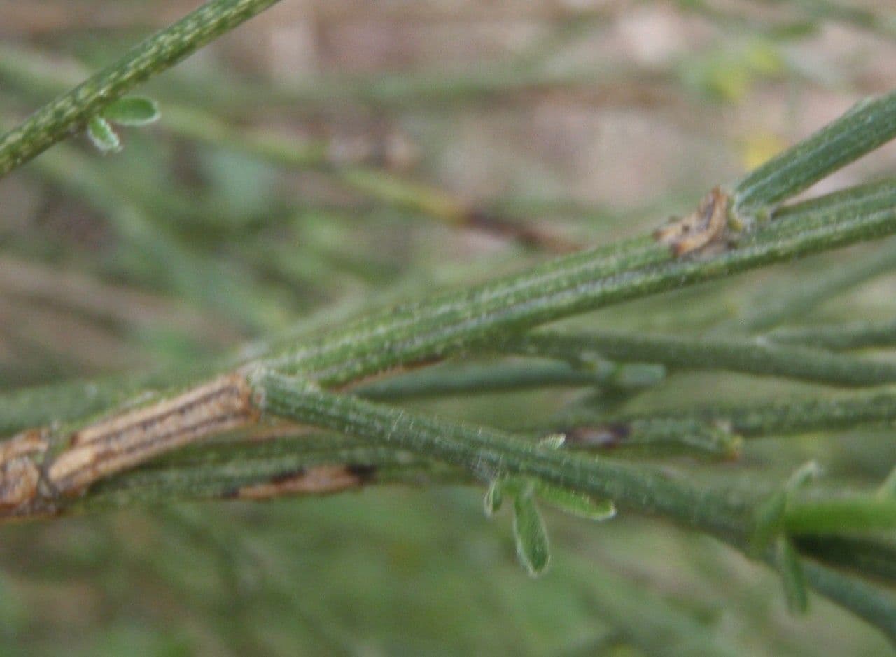 Ginestra cenerina 18
