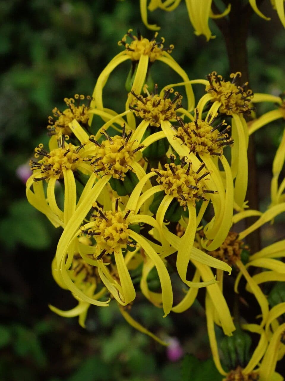 Ligularia