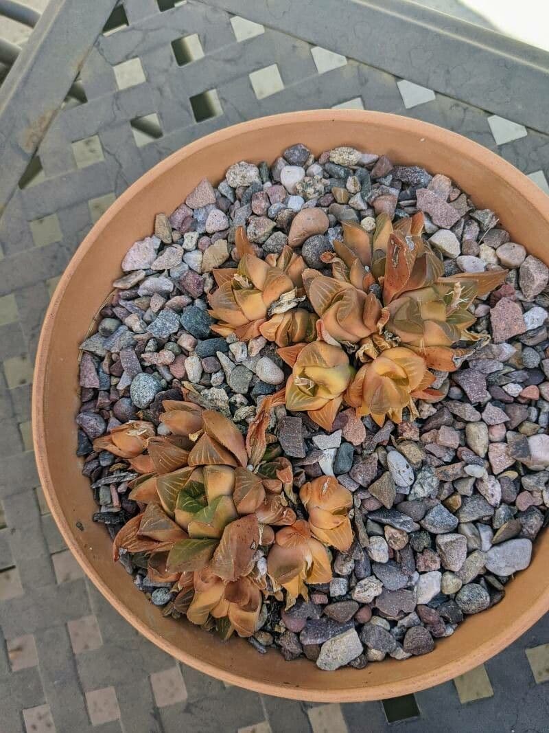 Haworthia 3
