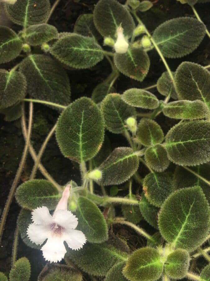 Episcia 2