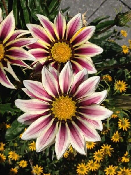 Gazania 8