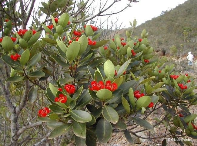 Xanthostemon 10