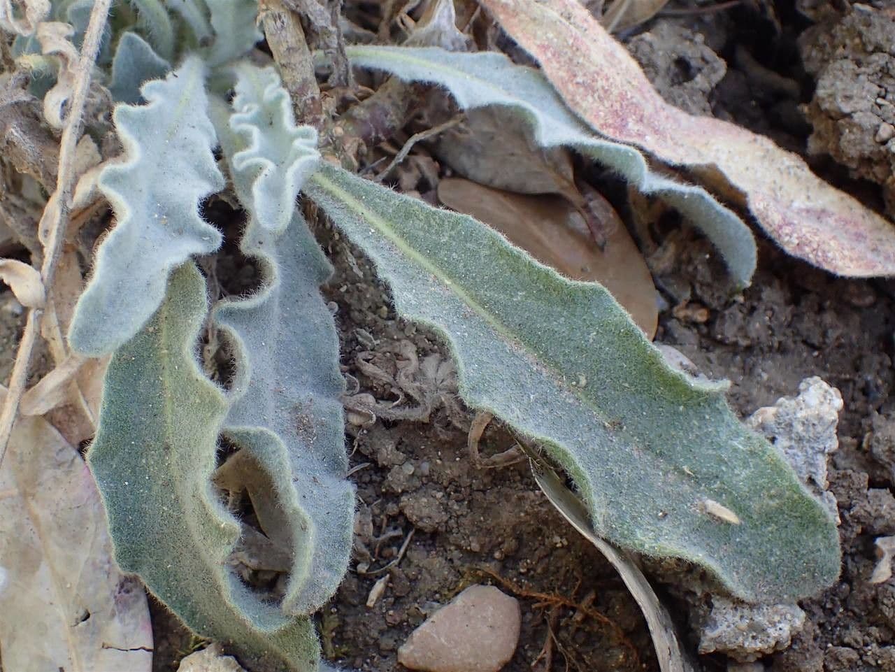 Fibigia clypeata 15