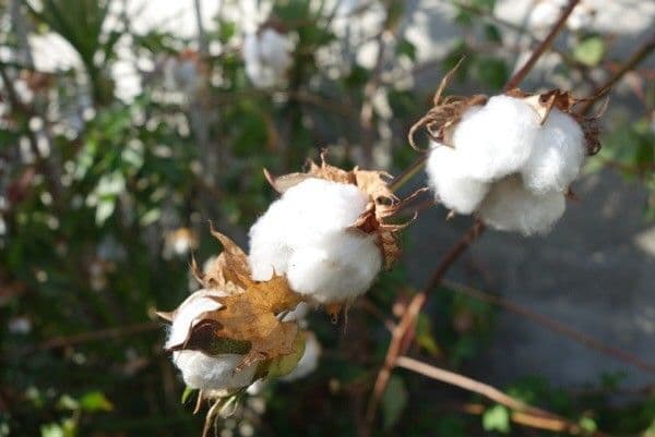 Cotone arabo 5