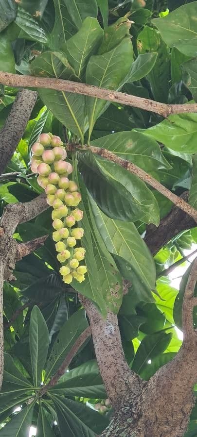 Barringtonia 9
