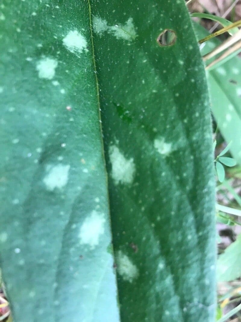 Psychotria punctata 11