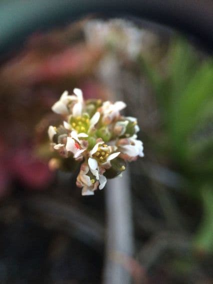 Cochlearia groenlandica 2
