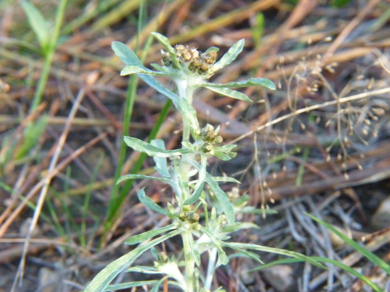 Gnaphalium 8