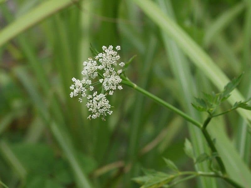 Oenanthe de Java 4