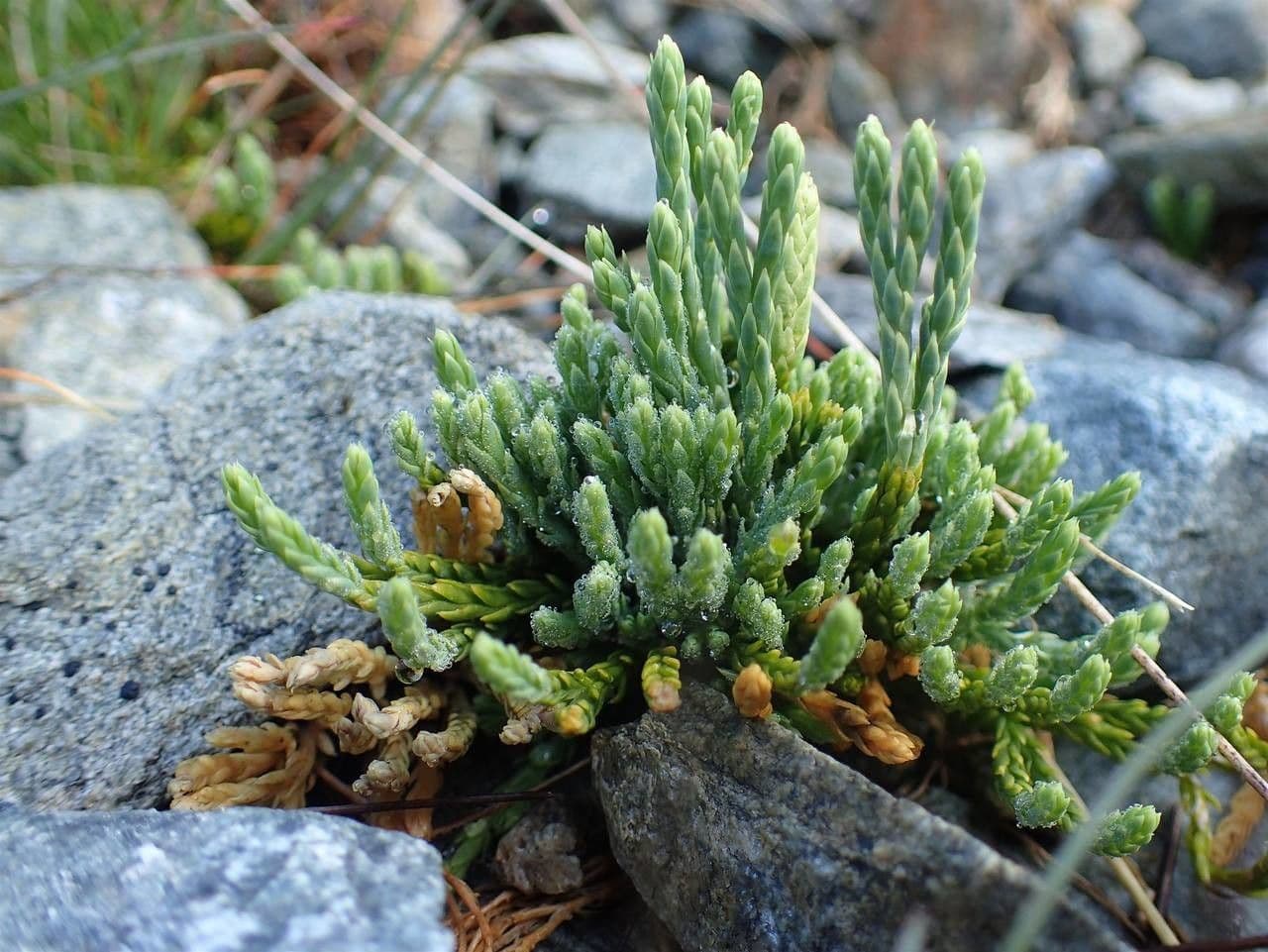 Lycopodium alpinum 9