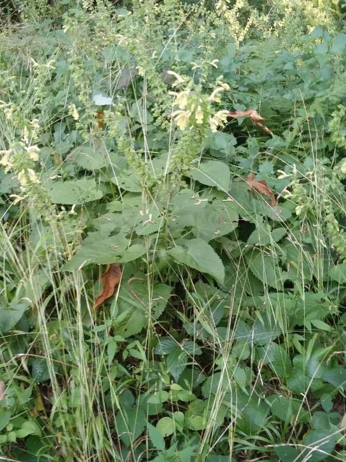 Salvia vischiosa 30
