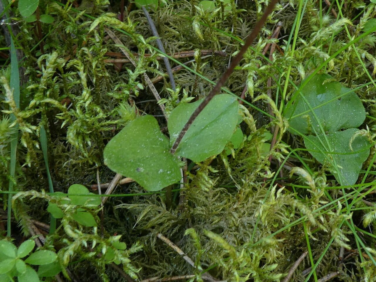 Lesser twayblade 20