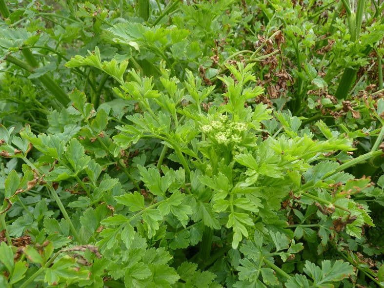 Finocchio acquatico 11